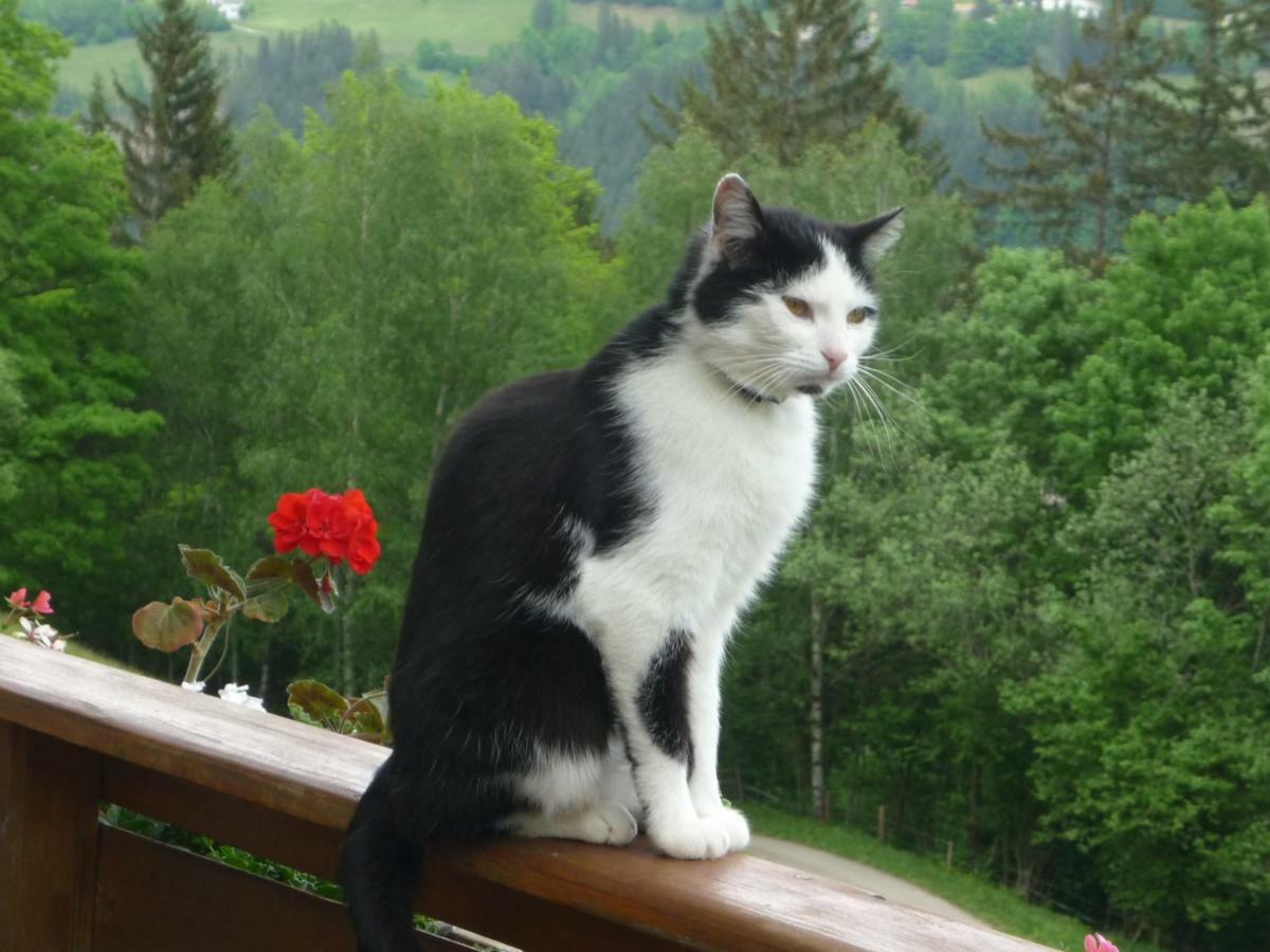 Laxhube Gmund in Karnten Exterior foto